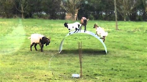 goats playing on sheet metal|Goats playing on a metal sheet .